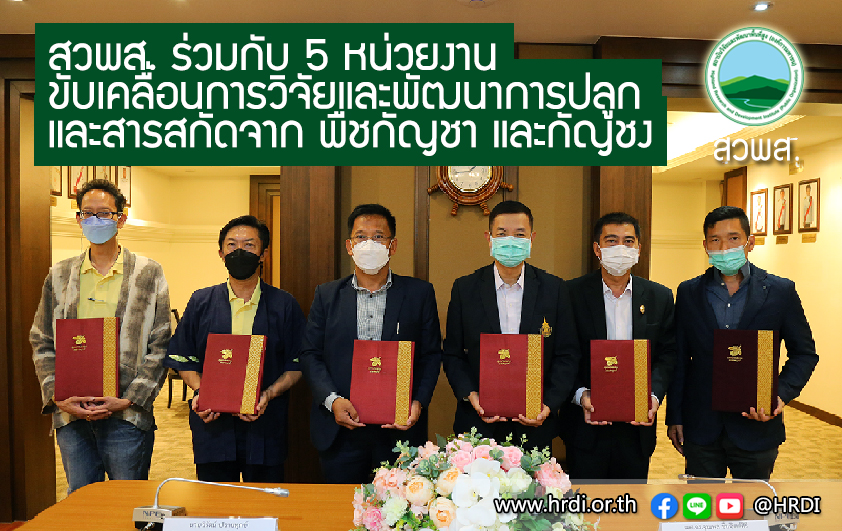 สวพส.ร่วม5หน่วยงานขับเคลื่อนการวิจัยการปลูกกัญชงกัญชา