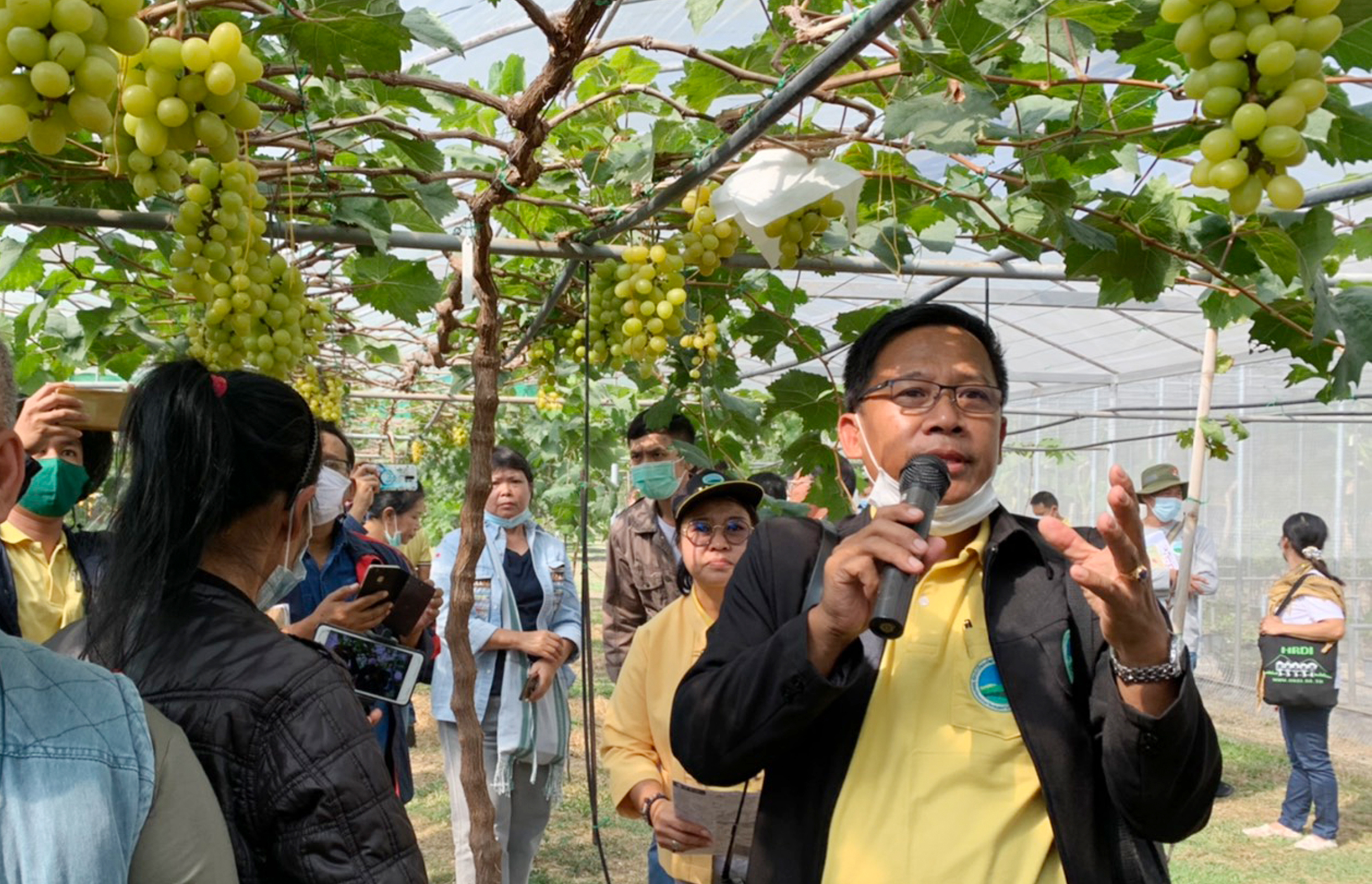 สวพส.เผยเทคนิคปลูกองุ่น‘ไชน์มัสแคท’ไร้เมล็ดแบบโครงการหลวง