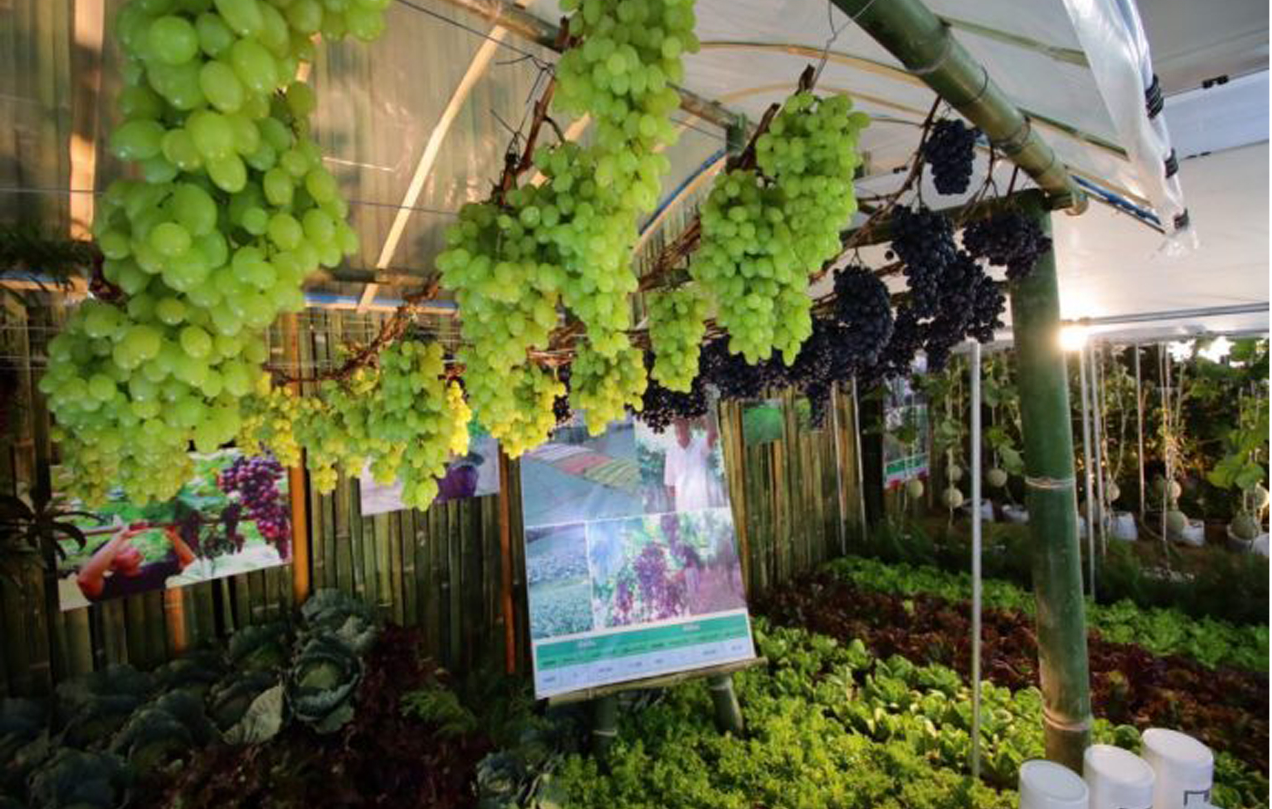 มูลนิธิโครงการหลวงเตรียมจัดงานเฉลิมฉลองครบ50ปี