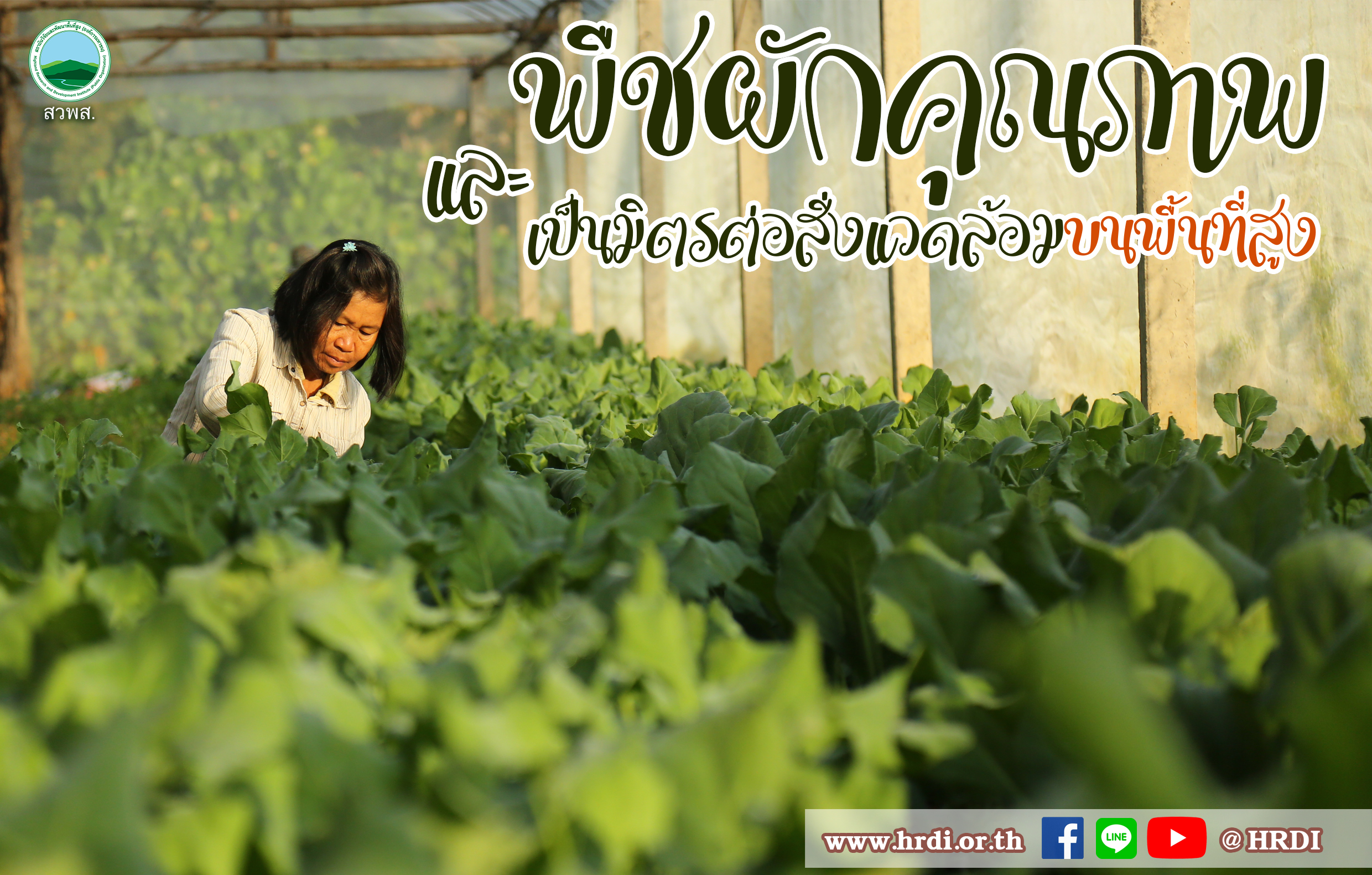 พืชผักคุณภาพและเป็นมิตรต่อสิ่งแวดล้อมบนพื้นที่สูง