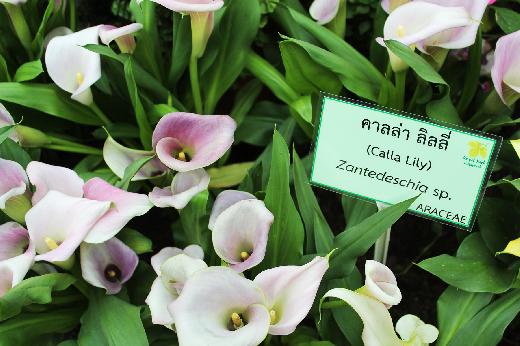 ชมดอกคาลล่าลิลลี่ดอกไม้แห่งความสว่างไสวในเทศกาลชมสวน