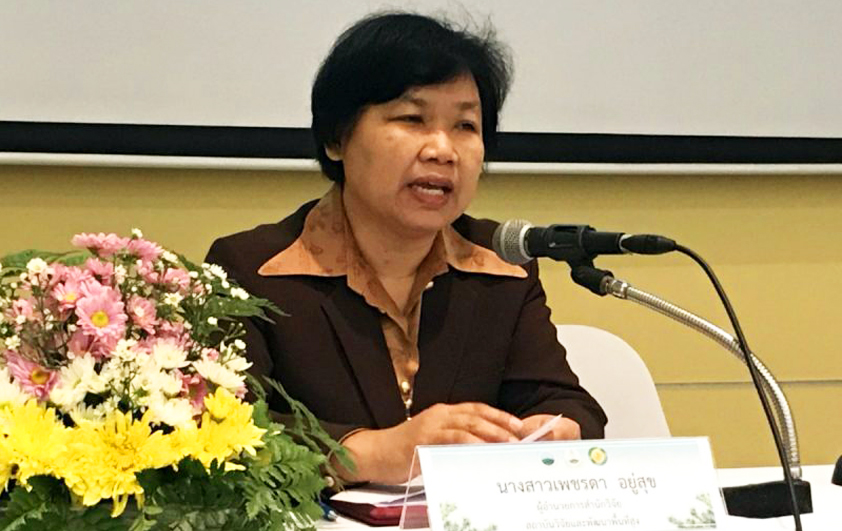 “ไม้สนชะลอความแก่”งานวิจัยนำร่องสู่ความท้าทายด้านการอนุรักษ์และใช้ประโยชน์ไม้สนเมืองไทย