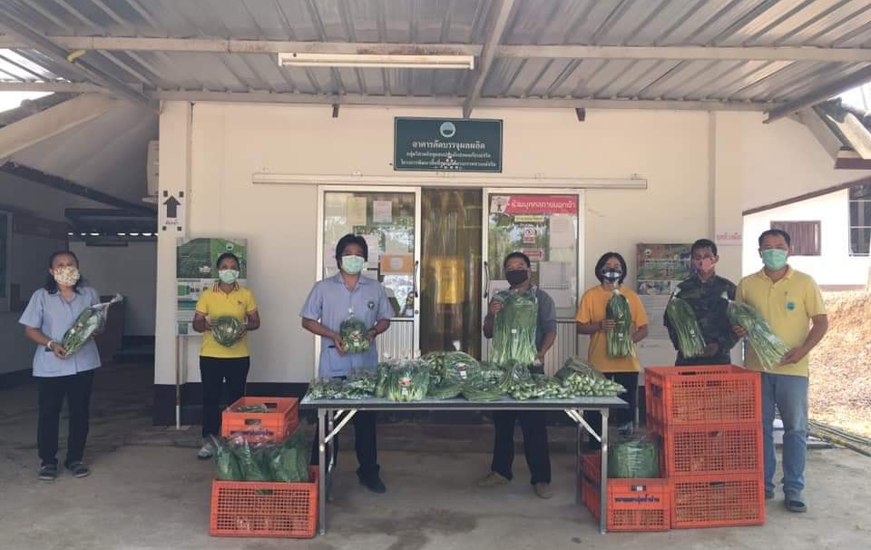 แม่จริมสวพส.มอบผลผลิตผักให้โรงพยาบาลและทีมอสม.