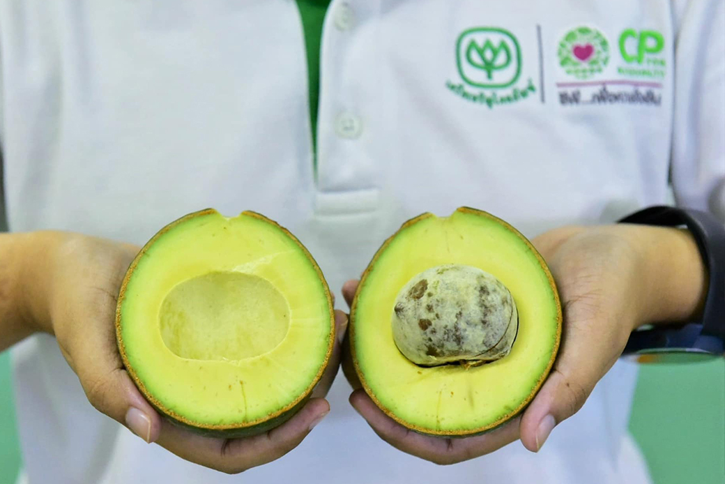 สวพส.ร่วมกับCPเชื่อมตลาดอะโวคาโดน่านสู่CPAllmarket