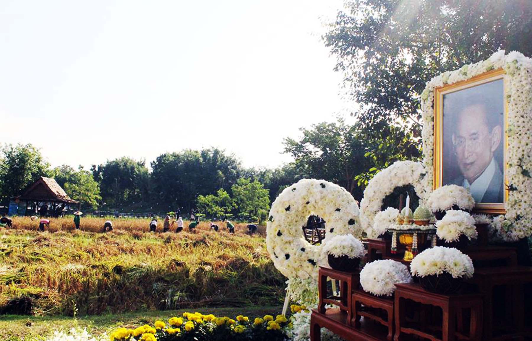 สวพส.จัดกิจกรรมเกี่ยวข้าวในสวนของพ่อณสวนเกษตรทฤษฎีใหม่อุทยานหลวงราชพฤกษ์จังหวัดเชียงใหม่