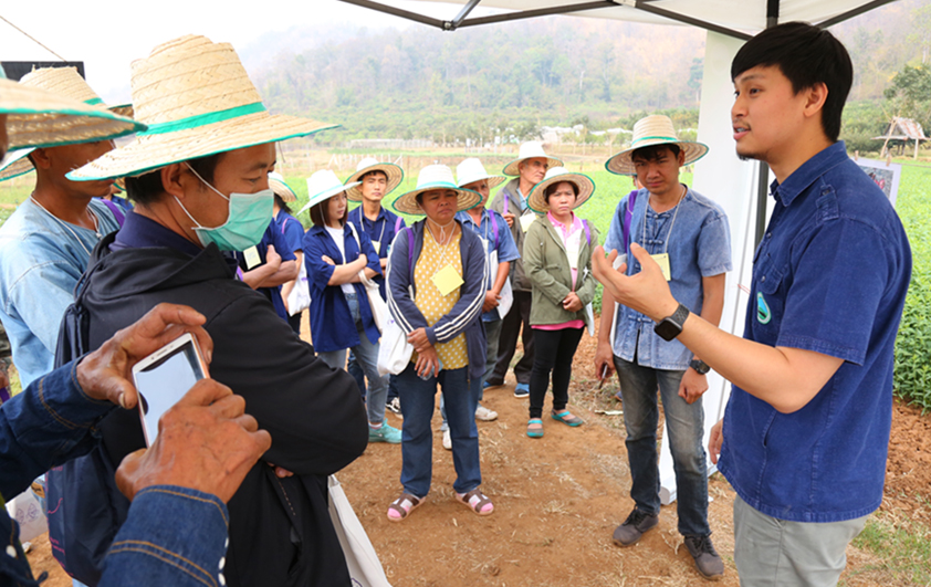 สวพส.จัดกิจกรรม"การปลูกมันเทศญี่ปุ่นบนพื้นที่สูง"
