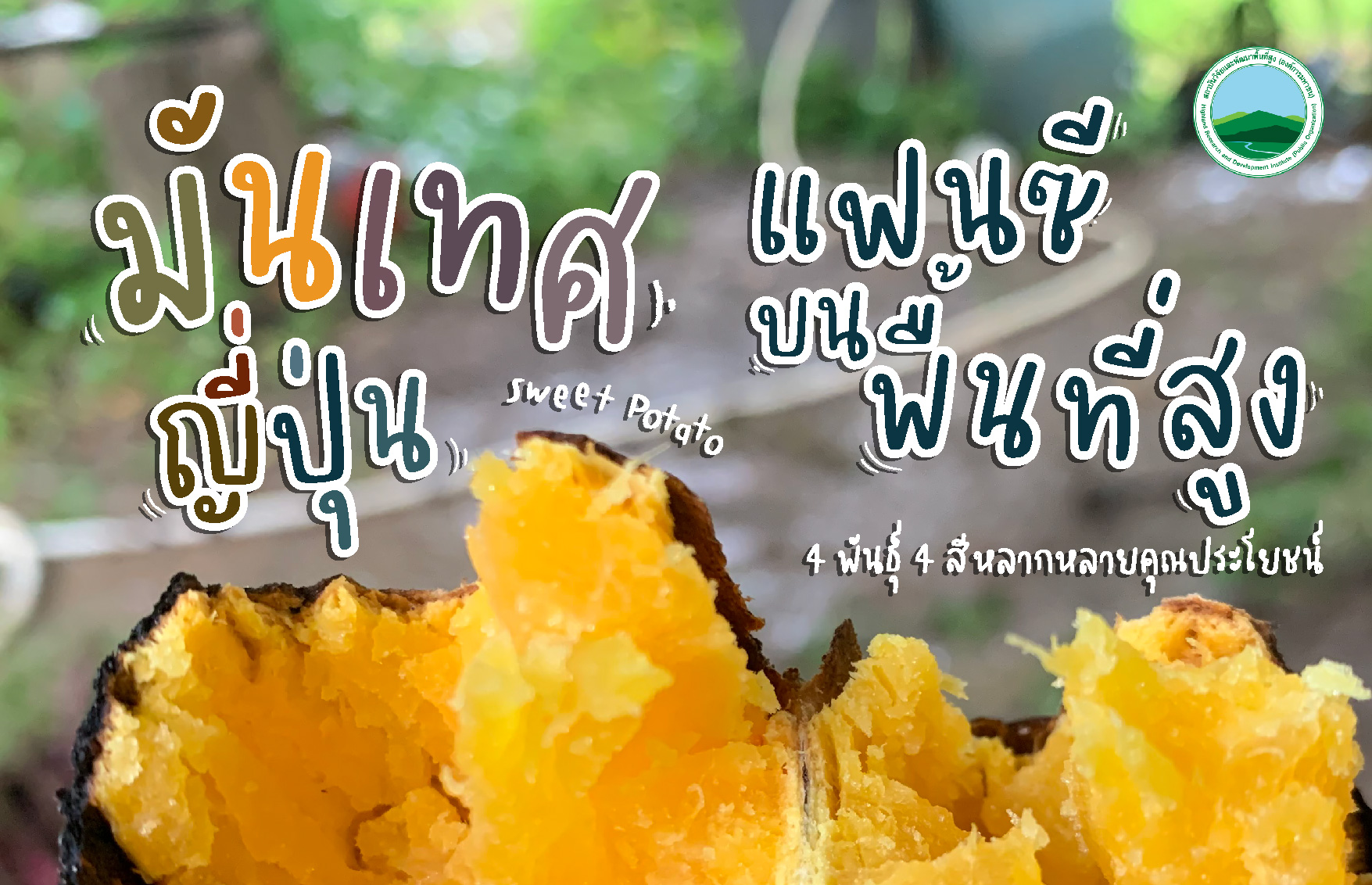 “มันเทศญี่ปุ่นแฟนซีบนพื้นที่สูง” 4 พันธุ์ 4 สี หลากหลายคุณประโยชน์