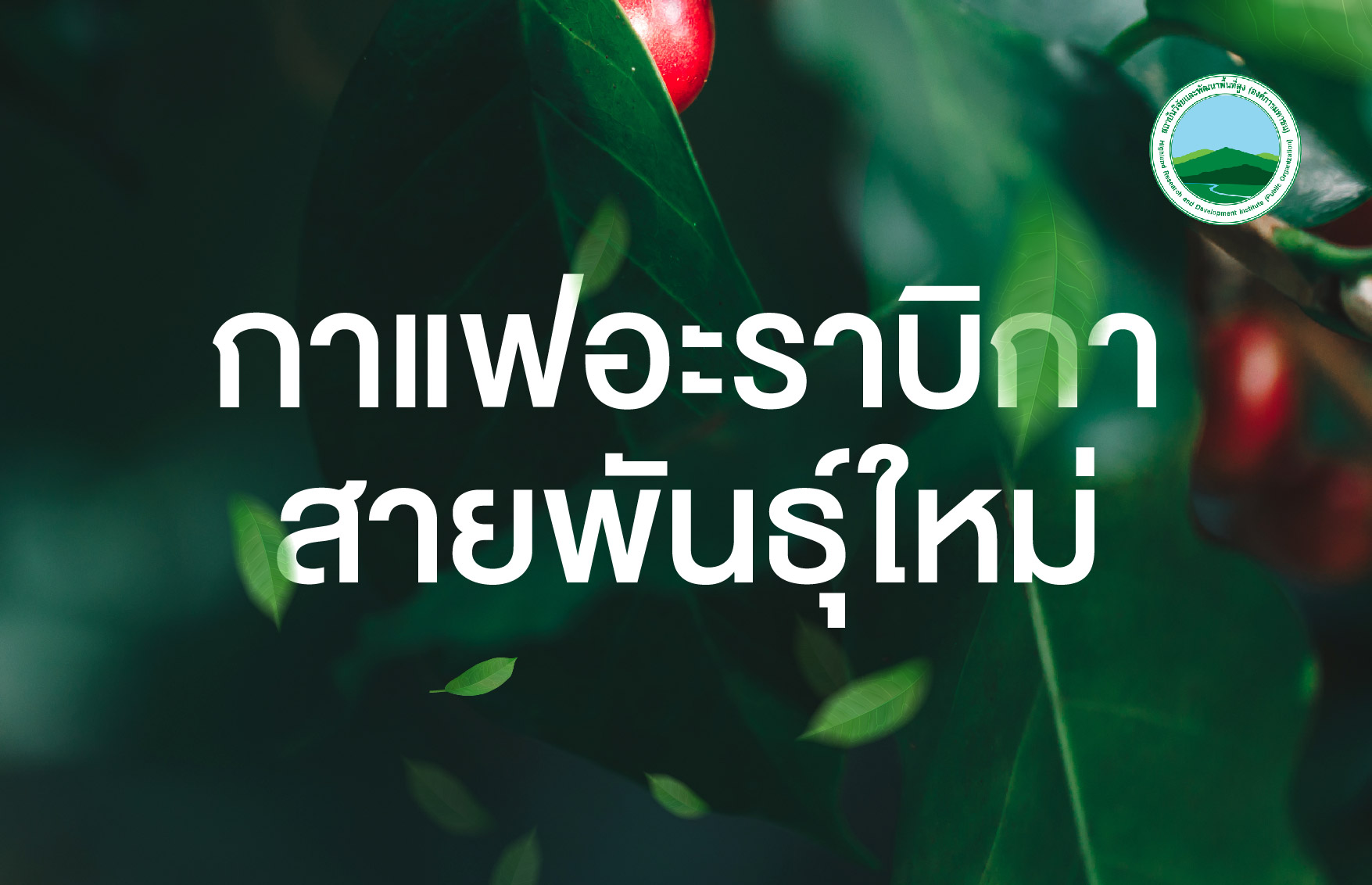 กาแฟอะราบิกาสายพันธุ์ใหม่