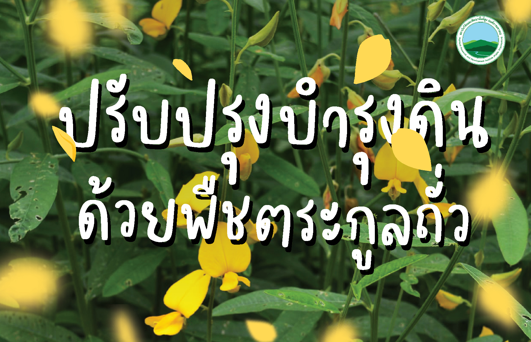 ปรับปรุงบำรุงดินด้วยพืชตระกูลถั่ว