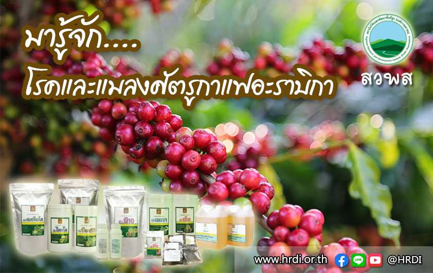 มารู้จัก....โรคและแมลงศัตรูกาแฟอะราบิกา