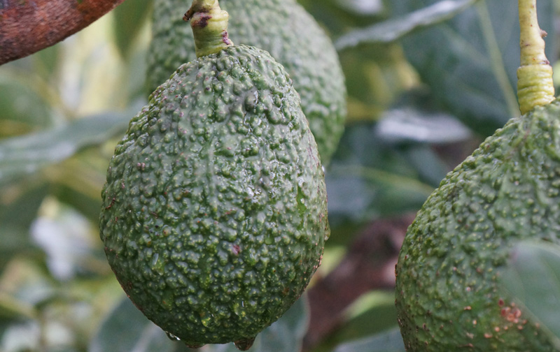 อะโวคาโดพันธุ์แฮส (Hass) สุดยอดของดีเมืองน่าน