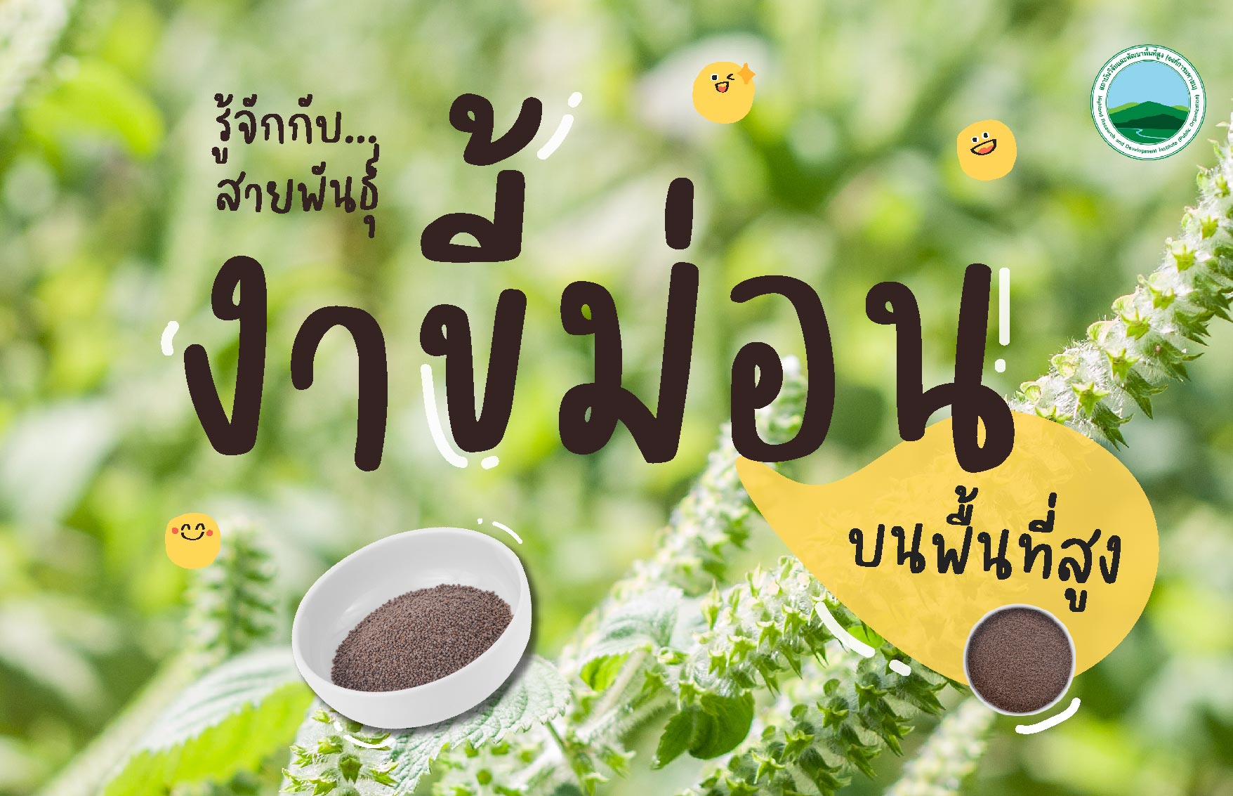 รู้จักกับสายพันธุ์งาขี้ม่อนบนพื้นที่สูง 